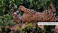 LR-4726 jaguar male close camp JF.jpg