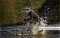 LR-5457 kingfisher Pantanal JF.jpg