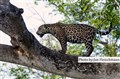 LR-5579 jaguar female JF.jpg