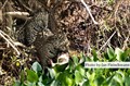 LR-5830 jaguarungar m kajman JF.jpg