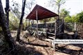 LR-6366 the ozelot hide JF.jpg