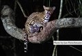 LR-7318 ozelot Pantanal JF (2).jpg