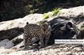 LR- 3970 jaguarhona vid buffel JF.jpg