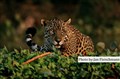 LR- 4679 jaguar male close the camp JF.jpg