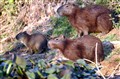 Pantanal capybaror_JF.jpg