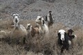 3447 shepherd and sheep JF.jpg