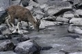 7588 Markhor JF.jpg