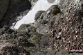 1_puma_male_Patagonia_Jan_Fleischmann JF.jpg