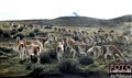 2_guanaco_Jan_Fleischmann.jpg