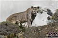 2_puma_male_Patagonia_Jan_Fleischmann.jpg