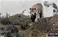 2_puma_male_Patagonie_Jan_Fleischmann.jpg