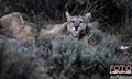 puma_female_w_prey_Jan_Fleischmann.jpg