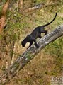 3_melanistic_leopard_Jan_Fleischmann.jpg
