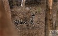 7420 Kabini Temple leopard JF.jpg