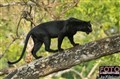 melanistic_ leopard_Jan_Fleischmann.jpg