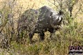 1282 black rhino Mara JF.jpg