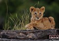 1_lion_cub_Jan_Fleischmann.jpg