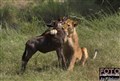 1_lioness_w_prey_Jan_Fleischmann.jpg