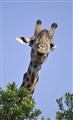 2_Massai_giraffe_Jan_Fleischmann.jpg
