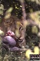 2_lioness_w_prey_Jan_Fleischmann.jpg