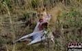 3_lioness_w_prey_Jan_Fleischmann.jpg