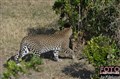 6041 leopard Masai Mara JF.jpg