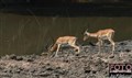 9745 impala Serengeti-JF.jpg