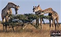 giraffer2.jpg