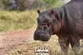 ny 9335 Serengti hippo wounded_JF.jpg