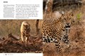 5220-1FELINE TALES-3.jpg