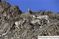 5201 blue sheep Hemis JF.jpg