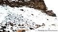 5740 snow leopards Ladakh JF_edited.jpg