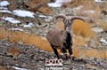 Ladakh blue sheepmale JF.jpg