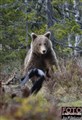 1_brown bear_ Sweden_Jan Fleischmann .jpg