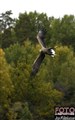 1_sea eagle_ Sweden_Jan-Fleischmann.jpg