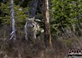 1_wolf_Sweden_Jan_Fleischmann.jpg