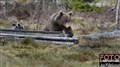 2_brown bear_Sweden_Jan Fleischmann  .jpg