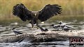 2_sea eagle_Sweden_ Jan Fleischmann .jpg