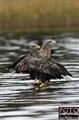 3_sea eagle_Sweden_Jan Fleischmann_ .jpg