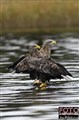 3_sea eagle_Sweden_Jan Fleischmann_ .jpg