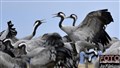 5_common crane_Hornborga Lake_Jan Fleischmann.jpg