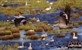 7_common crane_Hornborga Lake_Jan Fleischmann.jpg