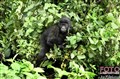 3318 young gorilla K Biega JF.jpg