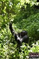 3745 gorilla in K Biega JF.jpg