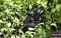 5810 gorillas play in K Biega JF.jpg