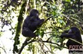 5942 gorillas play in K Biega JF.jpg