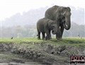 1-0272 elephants Kabini JF.jpg