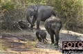 3-7331 Kabini elephants JF.jpg