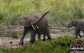 3_forest_elephants_Jan_Fleischmann.jpg