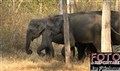 6215 Kabini elephants JF.jpg